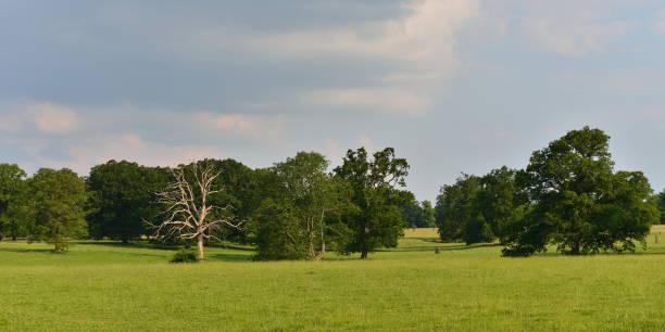 緑の畑のオークの木 - oak tree treelined tree single object ストックフォトと画像