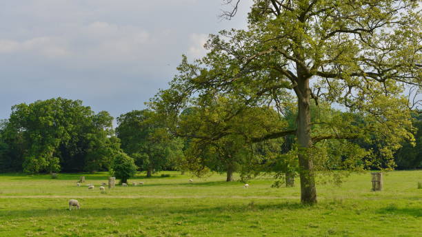 istock Oak Trees in a Green Field 1367578552