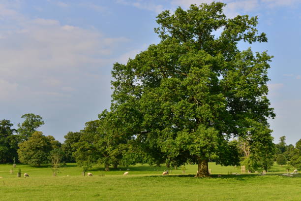 緑の畑のオークの木 - oak tree treelined tree single object ストックフォトと画像