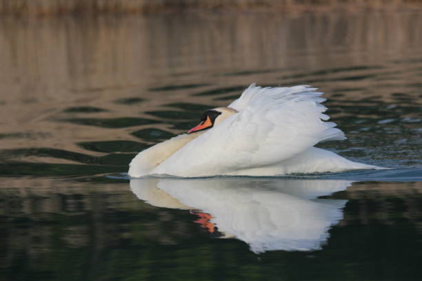 istock Adult Mute Swan 1367579636