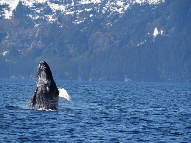 humpback whale breaching humpback whale breaching the surface in full sunlight with snowcapped Alaskan mountains in background seward alaska stock pictures, royalty-free photos & images