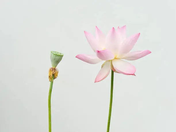 Photo of Summer flowers series, beautiful pink lotus flower and seedpod blossom isolated on white background, close up image.