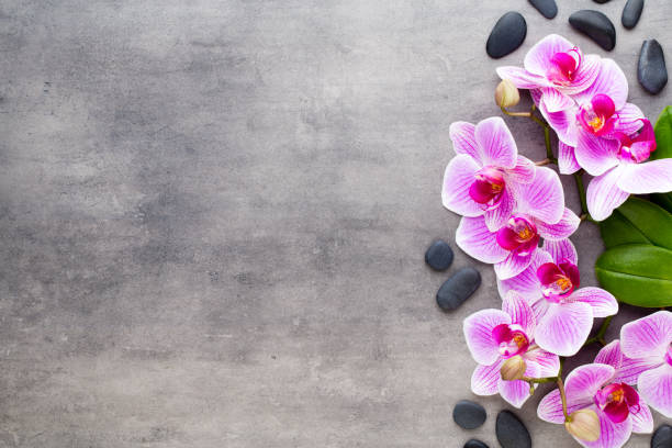 istock Beauty orchid on a gray background. Spa scene. 1367581203