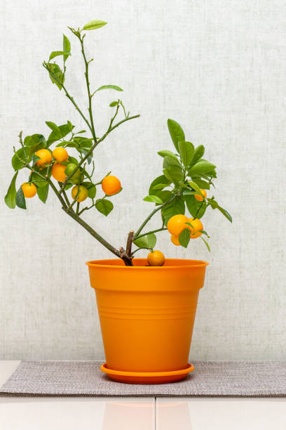 Citrus plant Calamondin, Citrofortunella microcarpa, madurensis with light green young leaves and ripe small orange fruits in the plastic pot. Close-up with selective focus. Indoor citrus tree growing planta de cítricos calamondin, citrofortunella microcarpa, madurensis con hojas jóvenes de color verde claro y frutos naranjas pequeños maduros en la maceta de plástico. primer plano con enfoque selectivo. cultivo de cítricos de interior