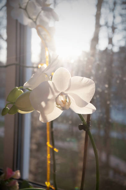 Purple/White Orchid
