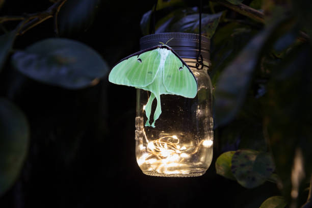 perched on a glowing solar mason jar light is a female bring green luna moth actias luna - tail light imagens e fotografias de stock