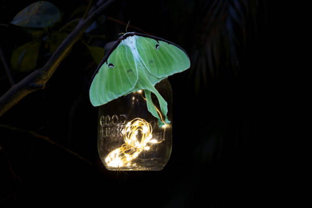 auf einem leuchtenden solar-mason-jar-licht thront eine weibliche grüne luna-motte actias luna - moth silk moth night lepidoptera stock-fotos und bilder