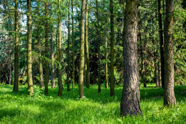 istock forest area with pine tree trunks illuminated by sunlight and green grass on the ground, wild eco nature without emissions. 1367585108