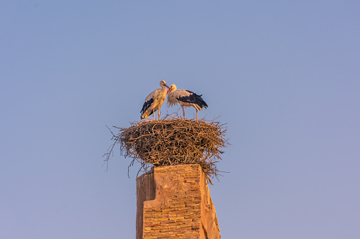 Couple of storks in their nest, over the kasbah of Marrakech, morocco