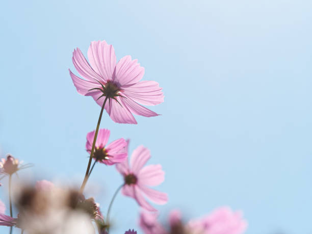 sommerblumen serie, schöne rosa kosmos blumen im garten, nahaufnahme. - cosmos flower daisy flower field stock-fotos und bilder