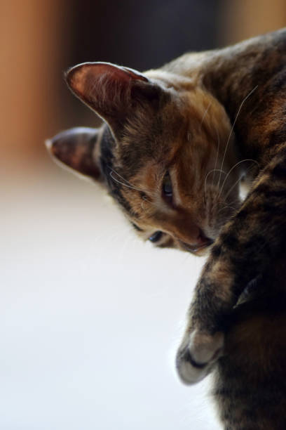 istock Close-up of a cat face 1367587079