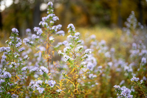 A close up of fall color flowers growing on a field.