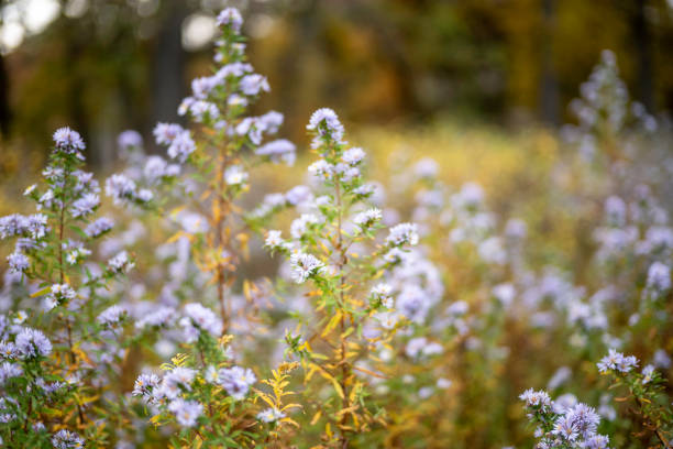 Fall Flowers on Fields 2 A close up of fall color flowers growing on a field. illinois nature stock pictures, royalty-free photos & images