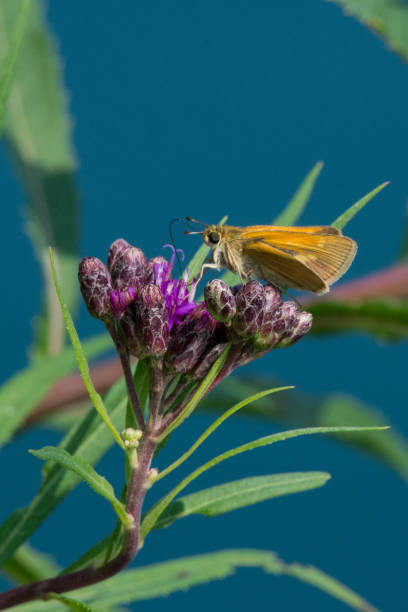 istock Yellow Skipper on Magenta Flower Vertical 1367588278