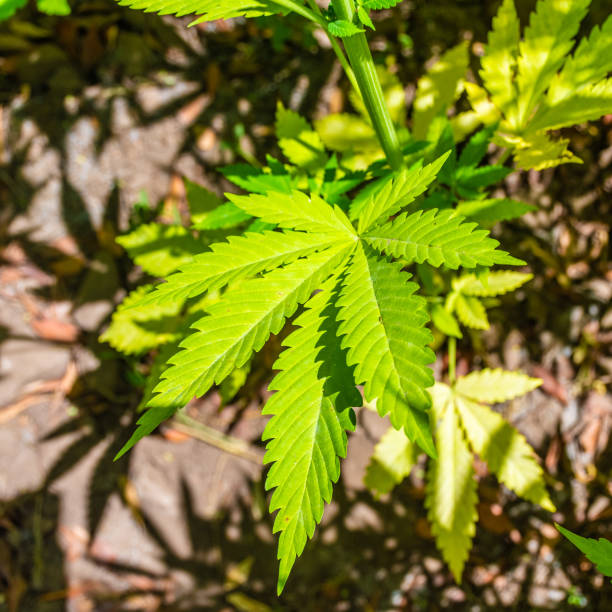 Close up of a leaf of Marijuana in the Rif Mountains.  This area makes Morocco be the world's top supplier of Cannabis.