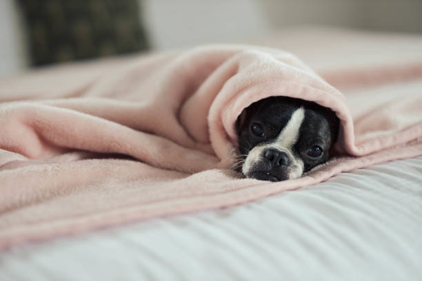 istock A small dog cozy in a blanket on a bed 1367590530