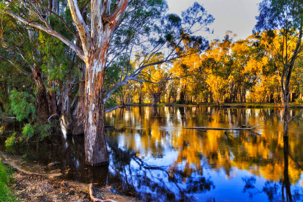 rivière murrumbidgee en amont - australian landscape photos et images de collection