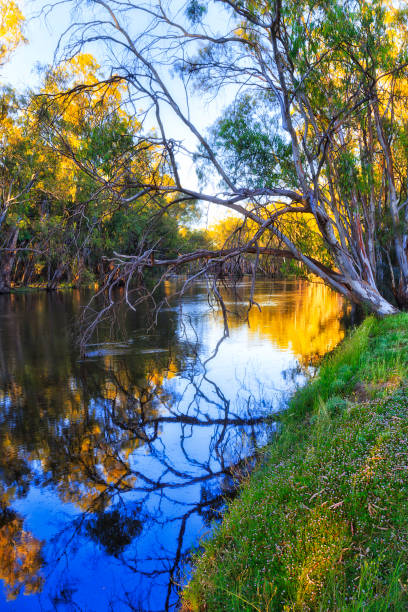 istock Murrumbidgee wild flowers vert 1367592031