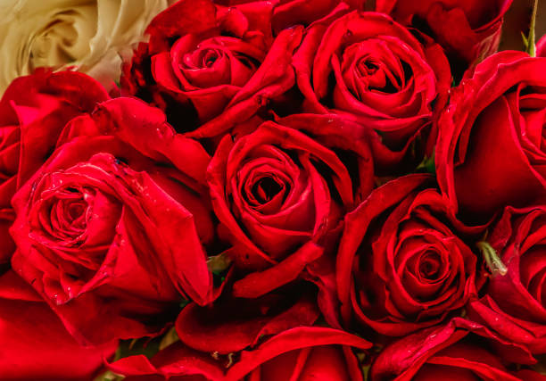 istock Full frame of beautiful red roses 1367593638