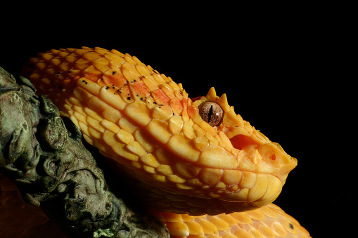 Profile of Venomous Yellow Eyelash Viper Snake