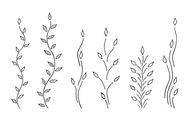 웹 - creeper plant herb frame isolated stock illustrations