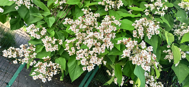 Clustered, mottled white flowers, broad leaves and long beanlike pods on tree branches, hanging over a pathway.\nLuxuriant Catawba flowering.