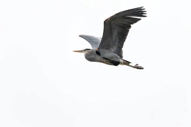 Photo of great blue heron flying in the sky, Surrey, BC, Canada