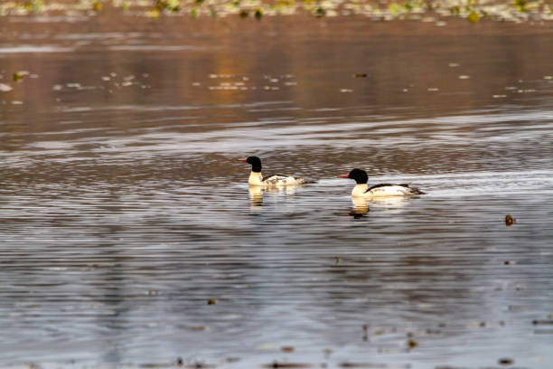 istock Common Merganser, Vancouver, BC, Canada 1367600071