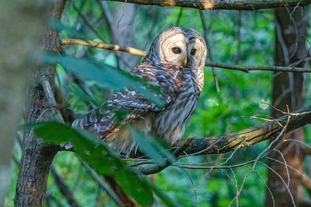 istock barred owl perched at a tree branch, Surrey, BC, Canada 1367600081