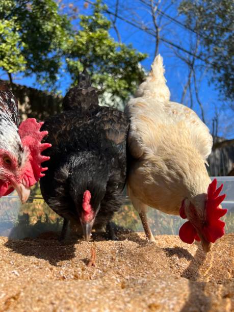 tre galline mangiano vermi da pasto - chicken friendship three animals color image foto e immagini stock