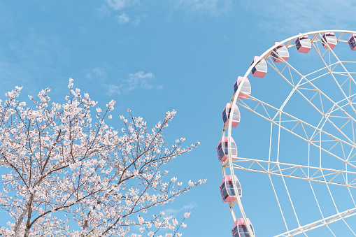 Beautiful pink cherry blossoms and pink Ferris wheel isolated with blue sky background, spring flowers series.