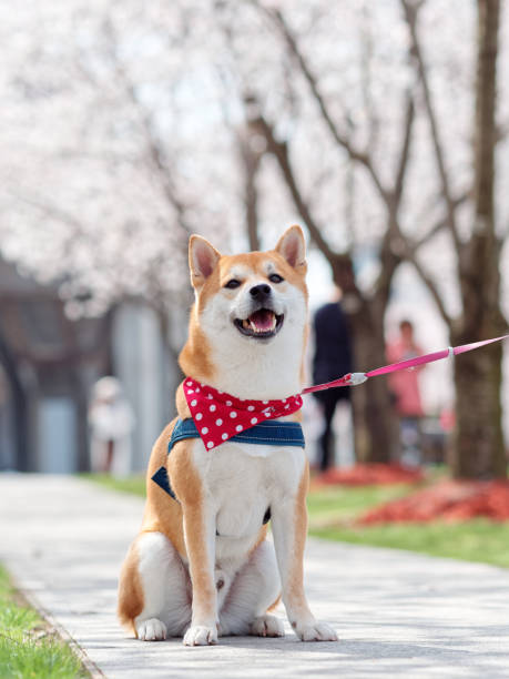 Cute shiba inu sweet smile face looking at camera and sitting on street road outdoor with cherry blossom background. stock photo