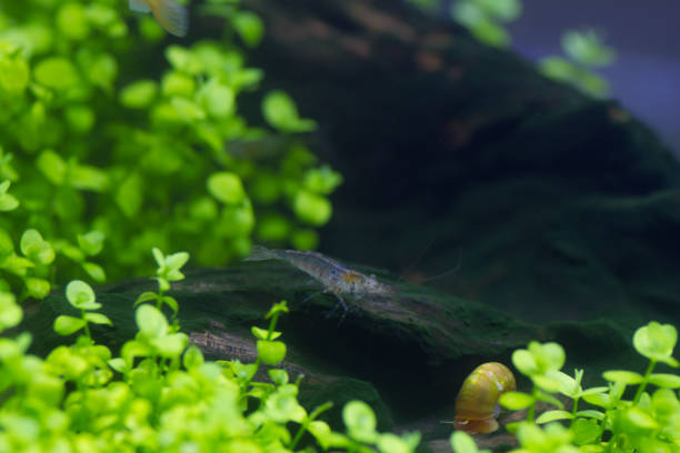 istock Japanese Swamp Shrimp 1367605397