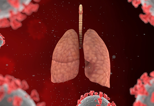 3D illustration of a virus infection (coronavirus, viral pneumonia or influenza) and the risks of complications for the respiratory system (lungs and trachea). Front view. Isolated on black background. Great to be used in medicine works and health.