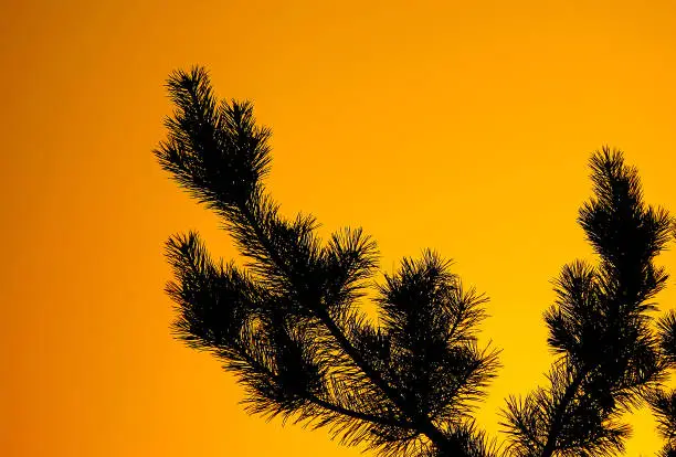Fir Branch Silhouette on the Yellow Sky Background