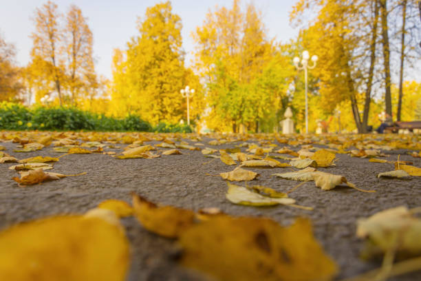 istock Warm autumn public park. Asphalt walkway covered with fallen leaves. 1367608689