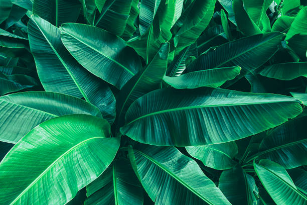 istock tropical banana leaves, green nature background 1367611991