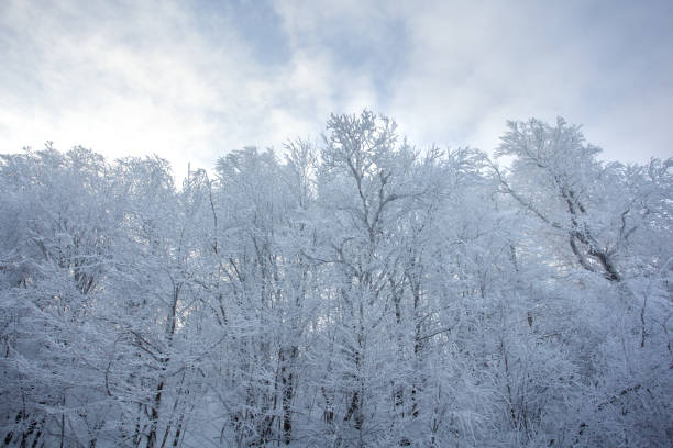 istock Branches covered with snow against the blue sky. Sabaduri forest. Landscape 1367614376