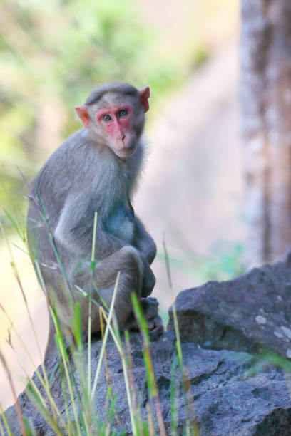 istock Little Monkey sitting on rock and posing to camera with expression 1367614438