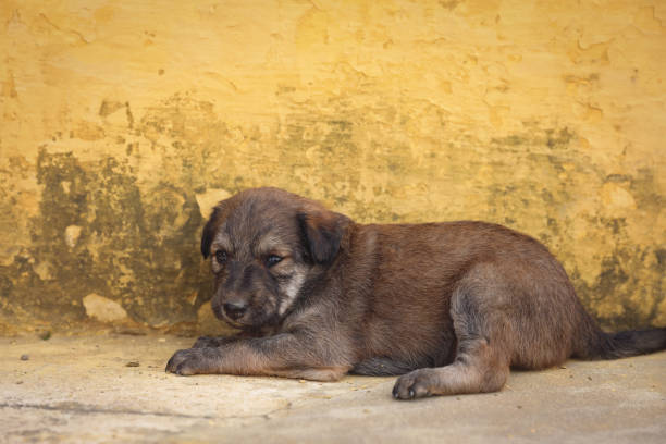 Cute Puppy posing to camera