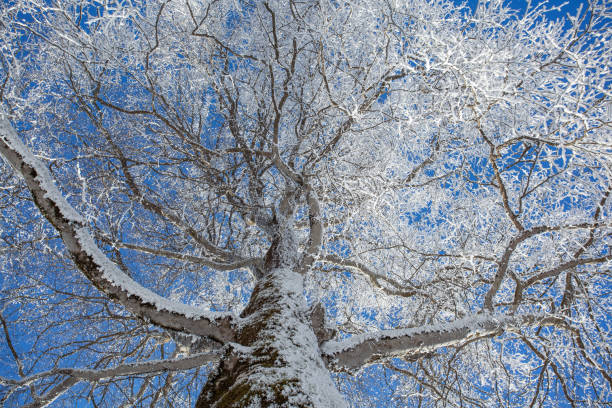 istock Branches covered with snow against the blue sky. Sabaduri forest. Landscape 1367614616