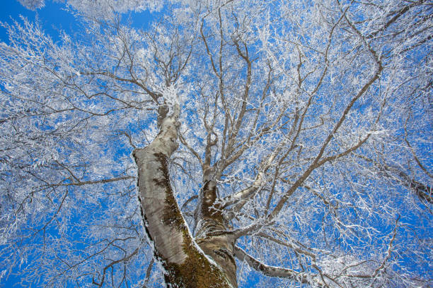 istock Branches covered with snow against the blue sky. Sabaduri forest. Landscape 1367614625