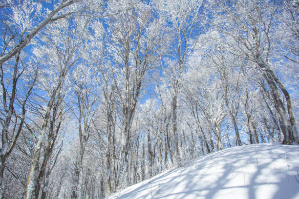 istock Trees covered with snow in Sabaduri forest, winter landscape 1367615246