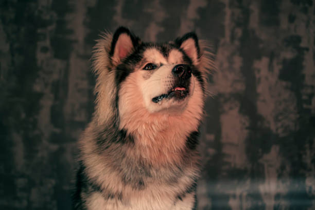 Funny facial expression of Malamute boy. Young fluffy dog about to sneeze. Creative indoor photoshoot. Selective focus on the details, blurred background.