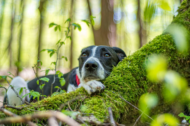 istock Adorable dog laying on a tree root 1367616960