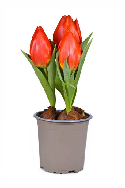 istock Red 'Tulipa Red Paradise' tulip in flower pot 1367617078