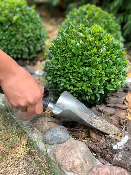 istock Fertilizing soil with ash before planting. Gardener holding handful of ash. Ecologically friendly fertilizer. 1367622623