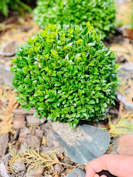 istock Food for boxwoods. Fertilizer for boxwood. 1367622683