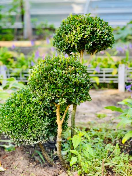 istock park with shrubs and green lawns, landscape design 1367622938