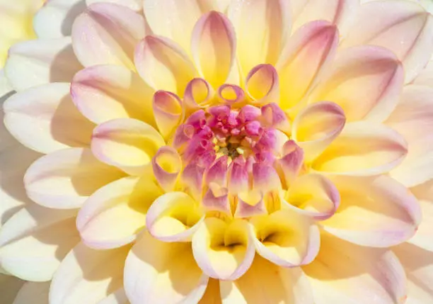 Colorful dahlia flower with morning dew drops